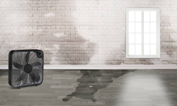 Best Water damage contractors near me  in Raubsville, PA